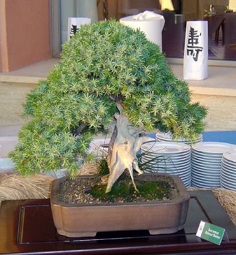 juniperus_oxicedrus.jpg