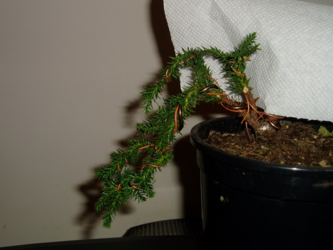 juniperus 024.jpg
