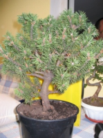 Pinus Mugo 001.jpg