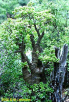 jade-in-habitat-1.jpg