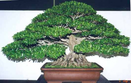 Ficus Microcarpa retusa from the Pacific Rim Convention 1999 Taiwan..jpg