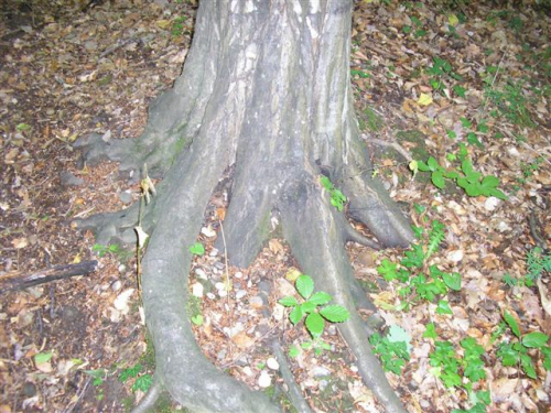 grab-carpinus betulus 002.jpg