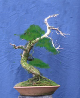 juniperus_chinensis.jpg
