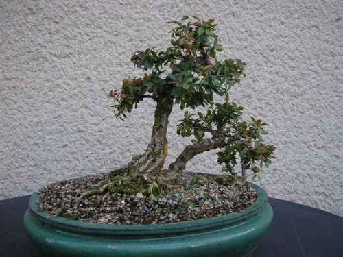 Berberis thunbergii bonsai 3.jpg