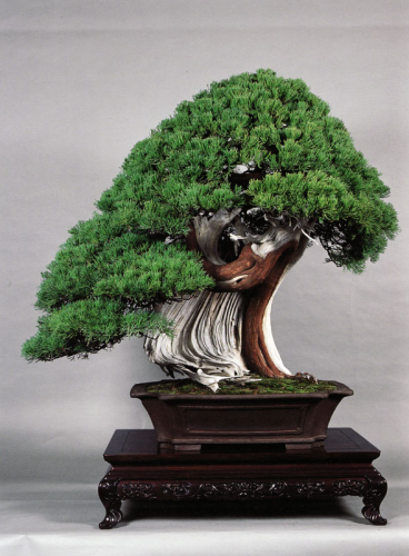juniperus-chinensis.jpg