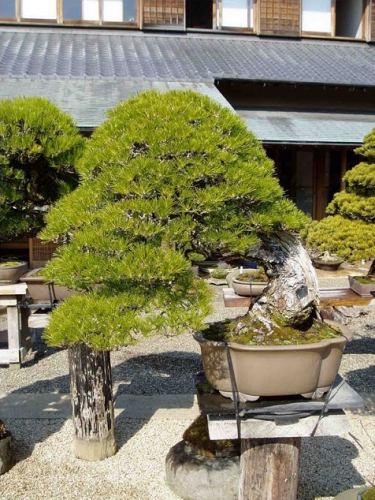 kk bonsai-1.jpg