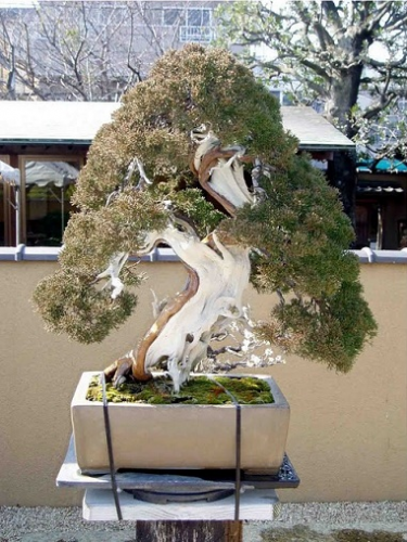 kk bonsai-2.jpg