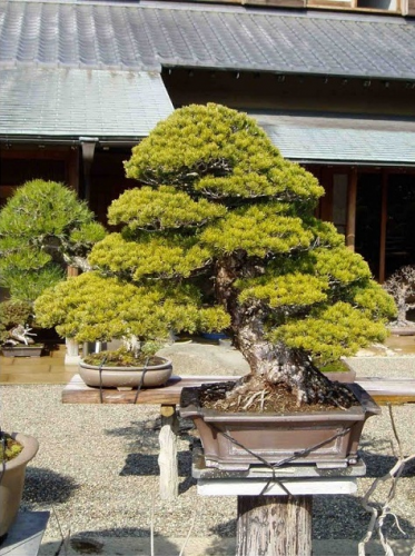 kk bonsai-3.jpg