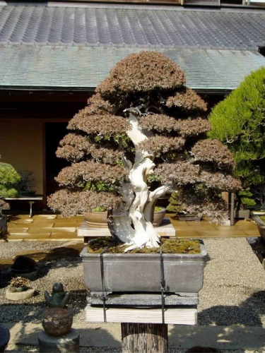 kk bonsai-4.jpg