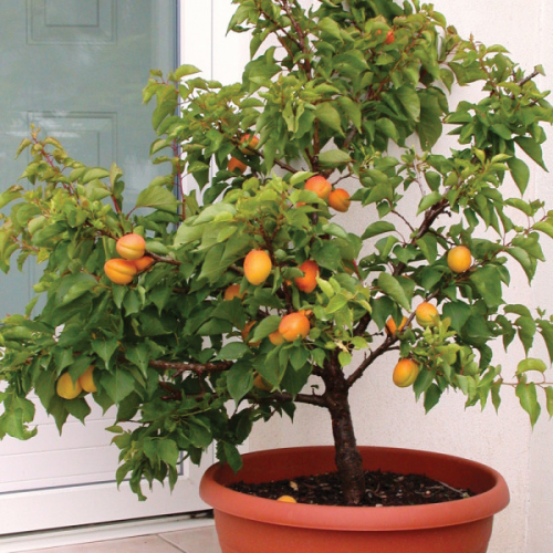 Dwarf-Apricot-Tree-600x600.jpg
