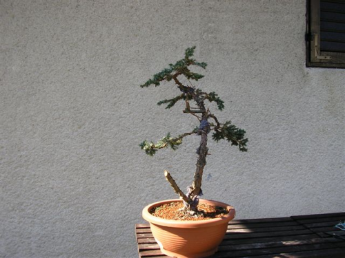juniperus 042.jpg