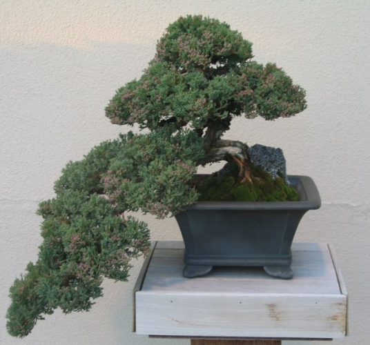 ZA GALA 644px-Bonsai_Juniperus_procumbens.jpg