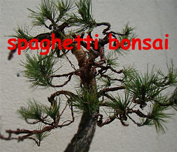 bonsai (600 x 515).jpg