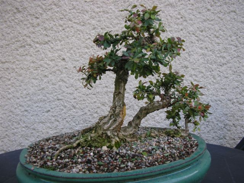 berberis thunbergii bonsai.jpg