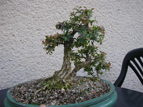 berberis thunbergii bonsai 2.jpg