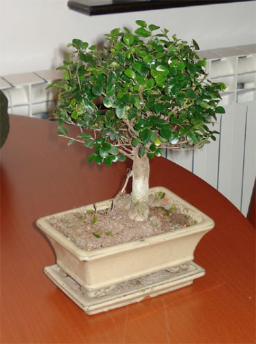 bonsai1.jpg