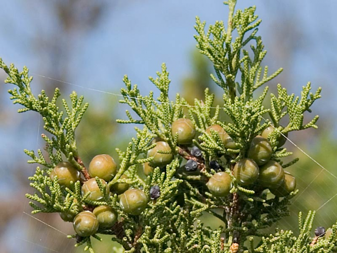 juniperus_phoenicea_plod_i_iglice.jpg