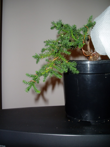 juniperus 017.jpg