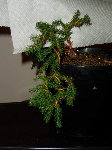 juniperus 025.jpg