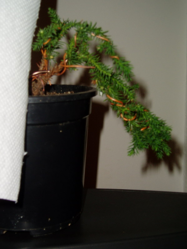 juniperus 027.jpg