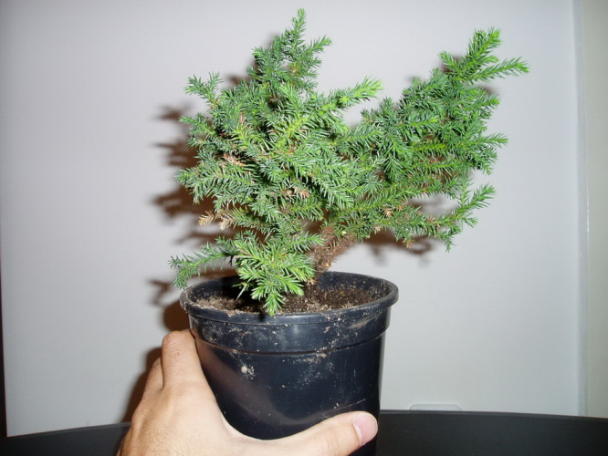 juniperus 015.jpg
