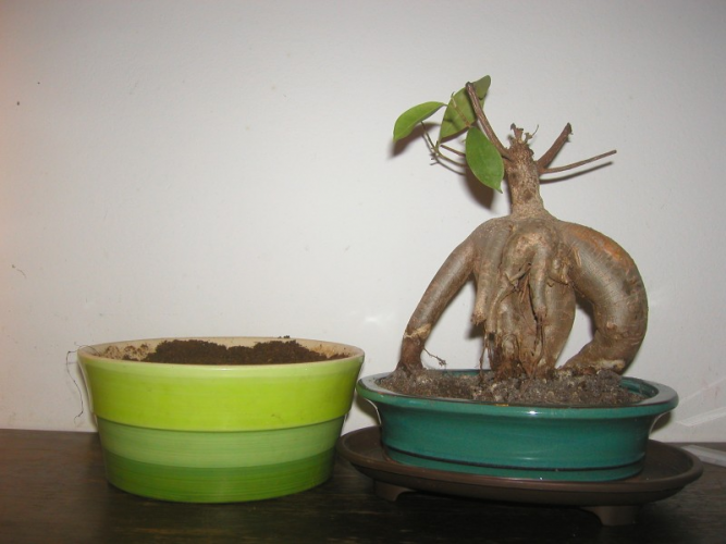 Ginseng Ficus-stara i nova posuda.jpg