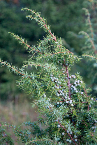 juniperus_communis_grana.jpg