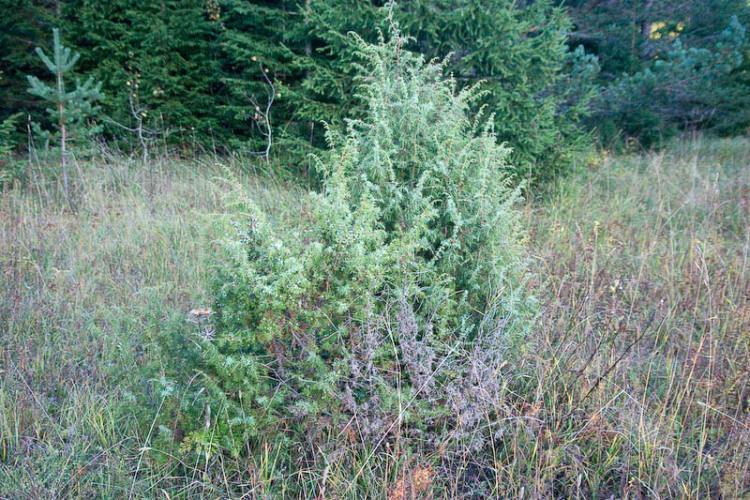 juniperus_communis_grm.jpg