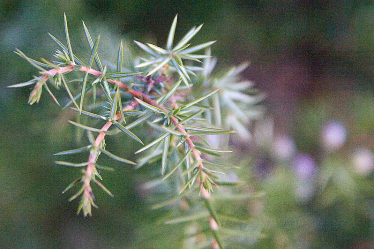 juniperus_communis_iglice.jpg