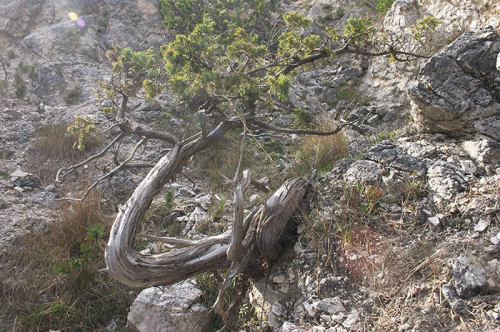 Juniperus_oxycedrus-02.jpg