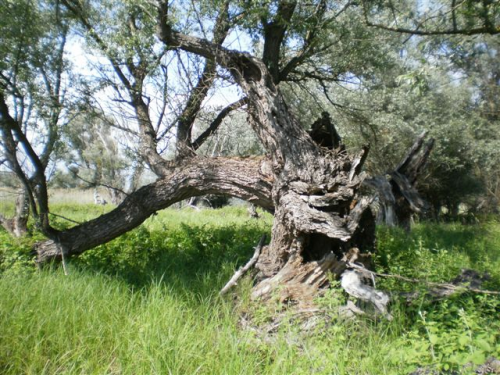 Old tree 3.JPG