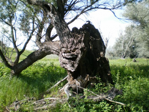 Old tree 6.JPG