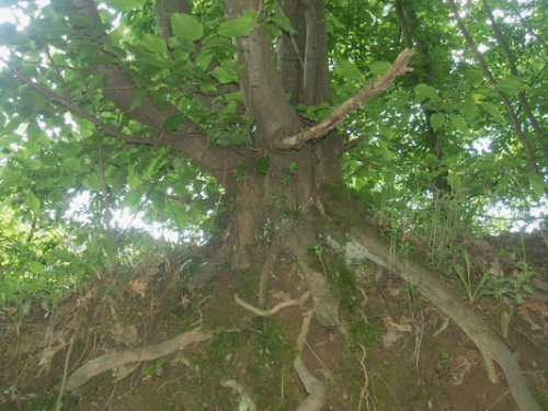 Yamadori Carpinus betulus.jpg