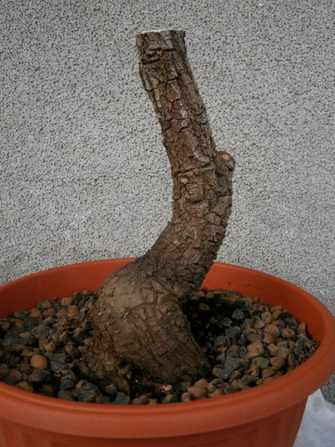 Kruska trnovaca(Pyrus amygdaliformis),yamadori mart 2012.jpg