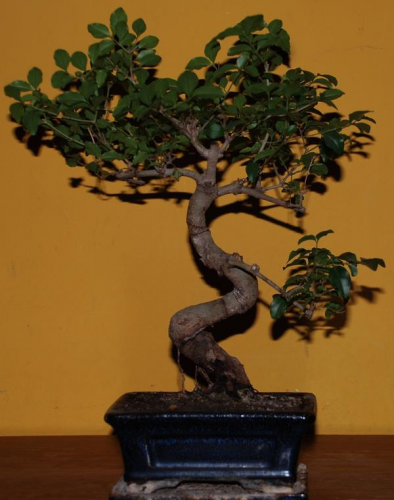 Franov bonsaić.jpg