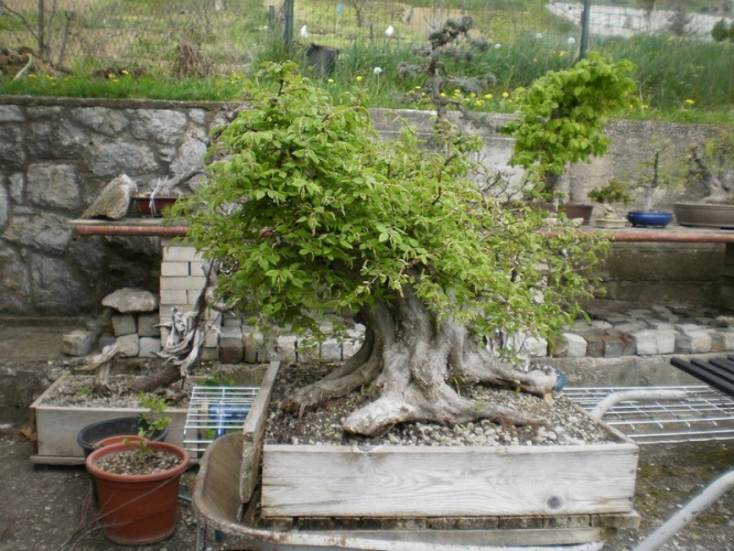 carpinus orientalis bonsa mastodont.jpg