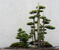 JuniperusSeikechinensis-400w-338h.jpg