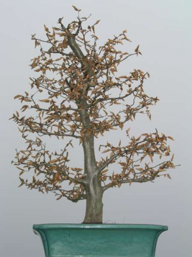 Carpinus betulus - 12. 2006..jpg