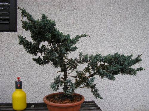 juniperus 002.jpg
