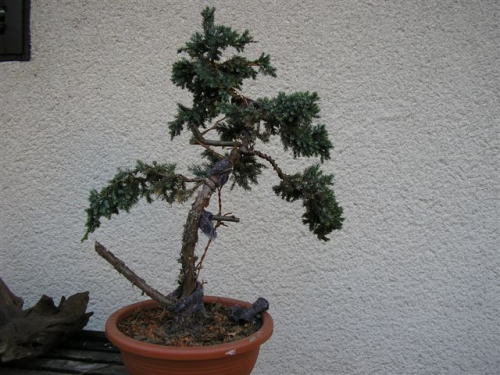 juniperus 023.jpg