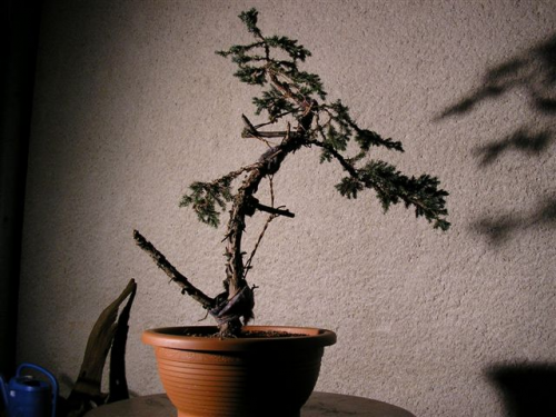 juniperus 053.jpg