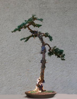 juniperus-literati-virt.jpg