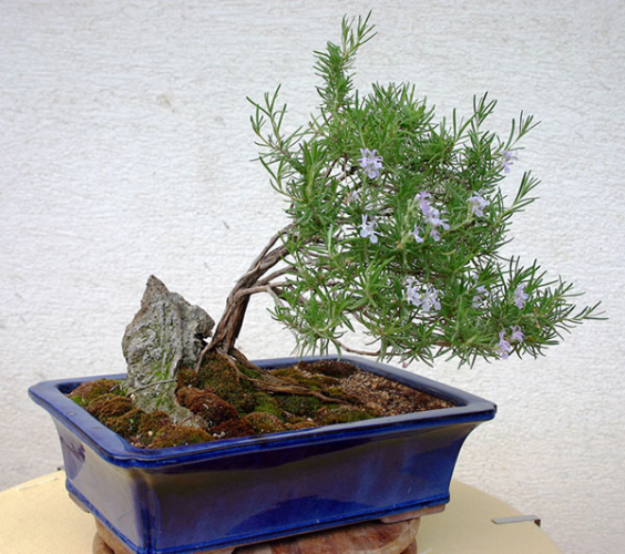 GALERIJE-moji_bonsai-01.jpg