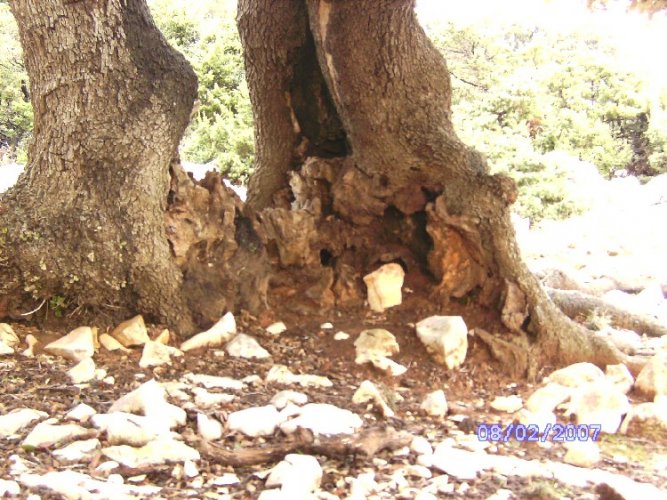 Quercus deblo 1.JPG