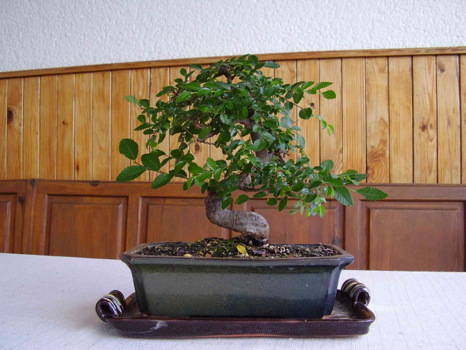 Bonsai 3.jpg