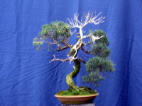 juniperus_chinensis_003-1.jpg