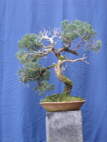juniperus_chinensis_023.jpg