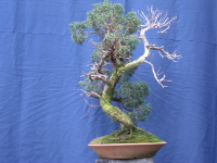 juniperus_chinensis_009.jpg