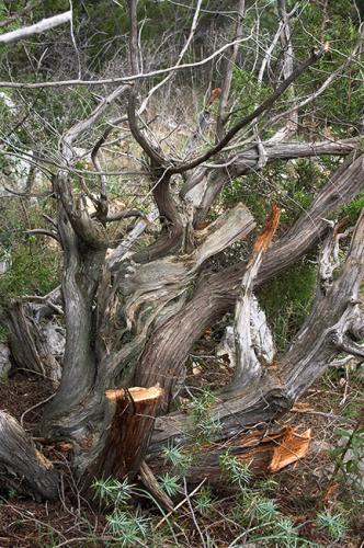 Juniperus_phoenicea-01-.jpg
