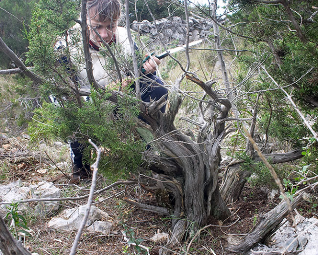 Juniperus_phoenicea-02-.jpg